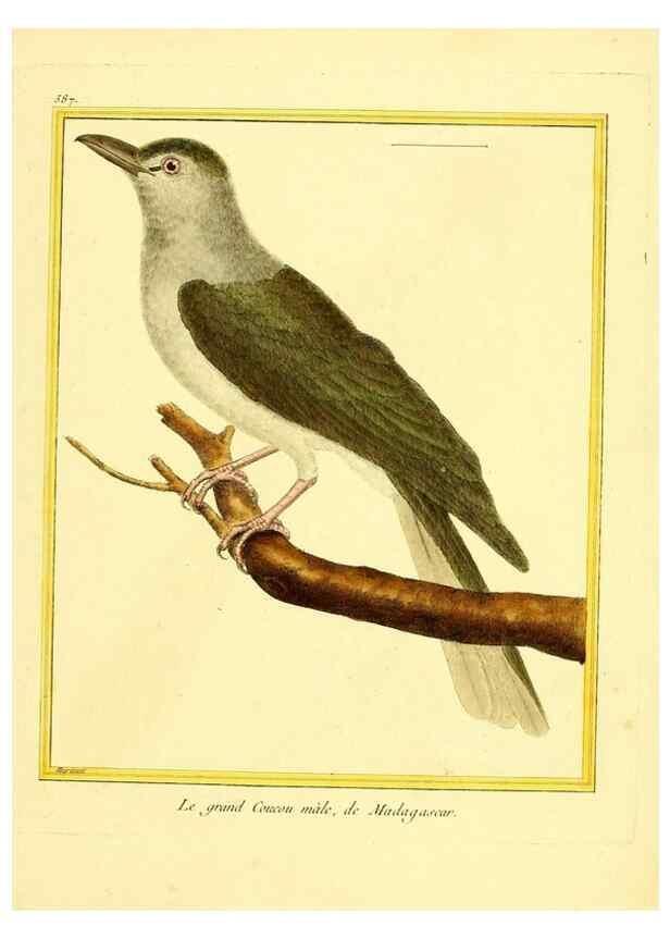 Reproducción/Reproduction 49640302092: Planches enluminées d'histoire naturelle. Paris? :s.n.,1765-1783?. 