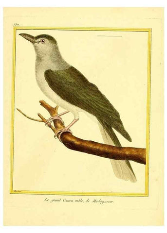 Reproducción/Reproduction 49640302092: Planches enluminées d'histoire naturelle. Paris? :s.n.,1765-1783?. 