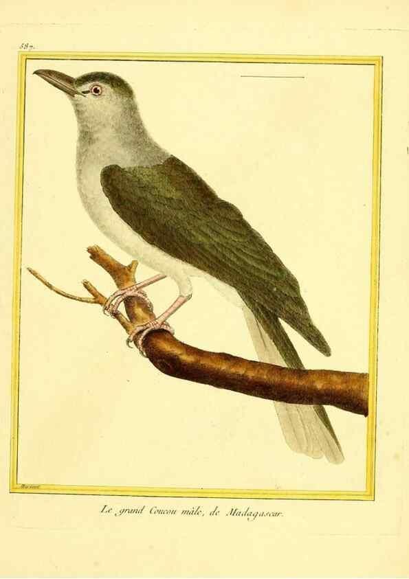 Reproducción/Reproduction 49640302092: Planches enluminées d'histoire naturelle. Paris? :s.n.,1765-1783?. 