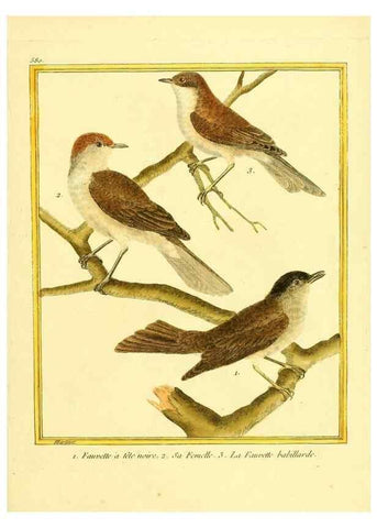 Reproducción/Reproduction 49639502153: Planches enluminées d'histoire naturelle. Paris? :s.n.,1765-1783?. 
