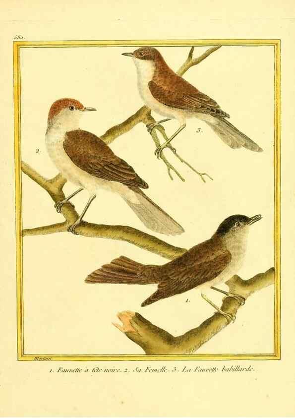 Reproducción/Reproduction 49639502153: Planches enluminées d'histoire naturelle. Paris? :s.n.,1765-1783?. 