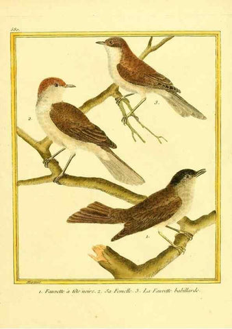 Reproducción/Reproduction 49639502153: Planches enluminées d'histoire naturelle. Paris? :s.n.,1765-1783?. 