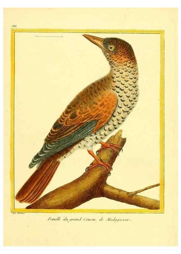 Reproducción/Reproduction 49639504298: Planches enluminées d'histoire naturelle. Paris? :s.n.,1765-1783?. 