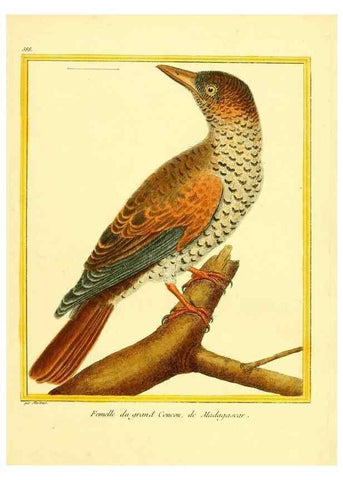 Reproducción/Reproduction 49639504298: Planches enluminées d'histoire naturelle. Paris? :s.n.,1765-1783?. 