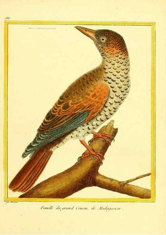 Reproducción/Reproduction 49639504298: Planches enluminées d'histoire naturelle. Paris? :s.n.,1765-1783?. 