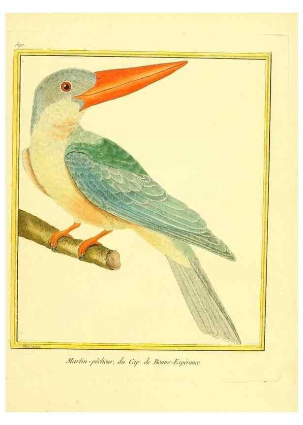 Reproducción/Reproduction 49640029686: Planches enluminées d'histoire naturelle. Paris? :s.n.,1765-1783?. 