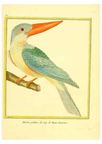 Reproducción/Reproduction 49640029686: Planches enluminées d'histoire naturelle. Paris? :s.n.,1765-1783?. 