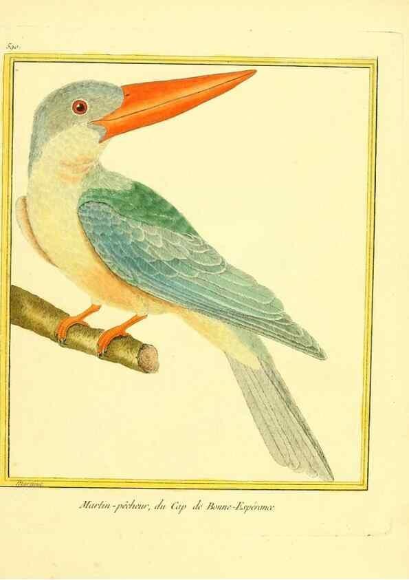 Reproducción/Reproduction 49640029686: Planches enluminées d'histoire naturelle. Paris? :s.n.,1765-1783?. 