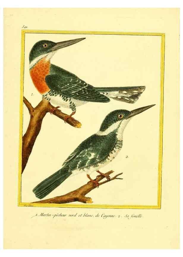 Reproducción/Reproduction 49640303142: Planches enluminées d'histoire naturelle. Paris? :s.n.,1765-1783?. 
