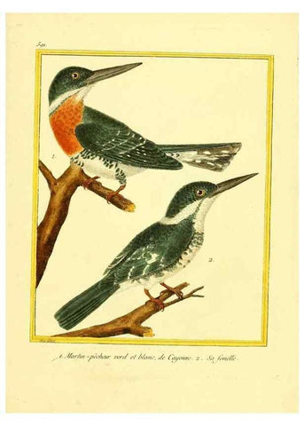 Reproducción/Reproduction 49640303142: Planches enluminées d'histoire naturelle. Paris? :s.n.,1765-1783?. 