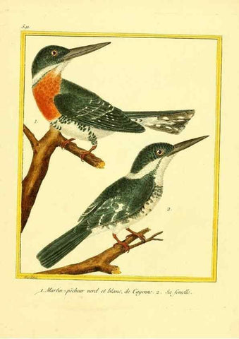 Reproducción/Reproduction 49640303142: Planches enluminées d'histoire naturelle. Paris? :s.n.,1765-1783?. 