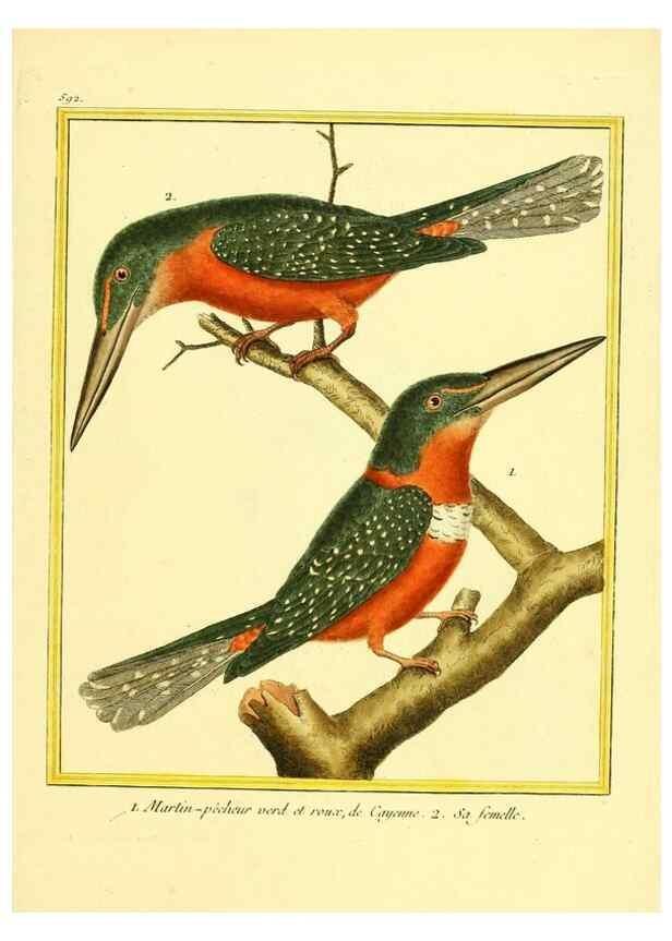 Reproducción/Reproduction 49640303372: Planches enluminées d'histoire naturelle. Paris? :s.n.,1765-1783?. 