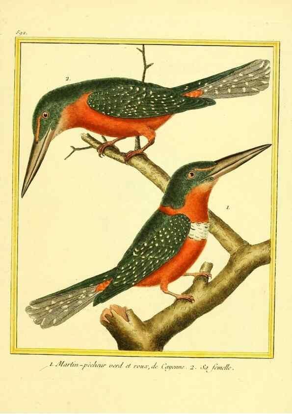 Reproducción/Reproduction 49640303372: Planches enluminées d'histoire naturelle. Paris? :s.n.,1765-1783?. 