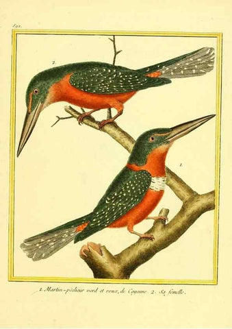 Reproducción/Reproduction 49640303372: Planches enluminées d'histoire naturelle. Paris? :s.n.,1765-1783?. 