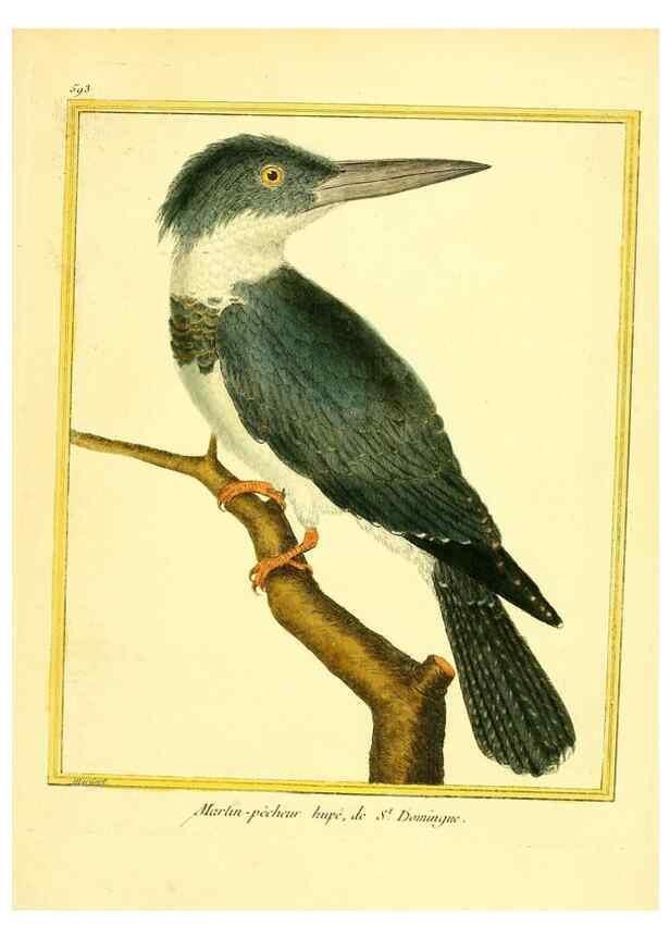 Reproducción/Reproduction 49640030496: Planches enluminées d'histoire naturelle. Paris? :s.n.,1765-1783?. 