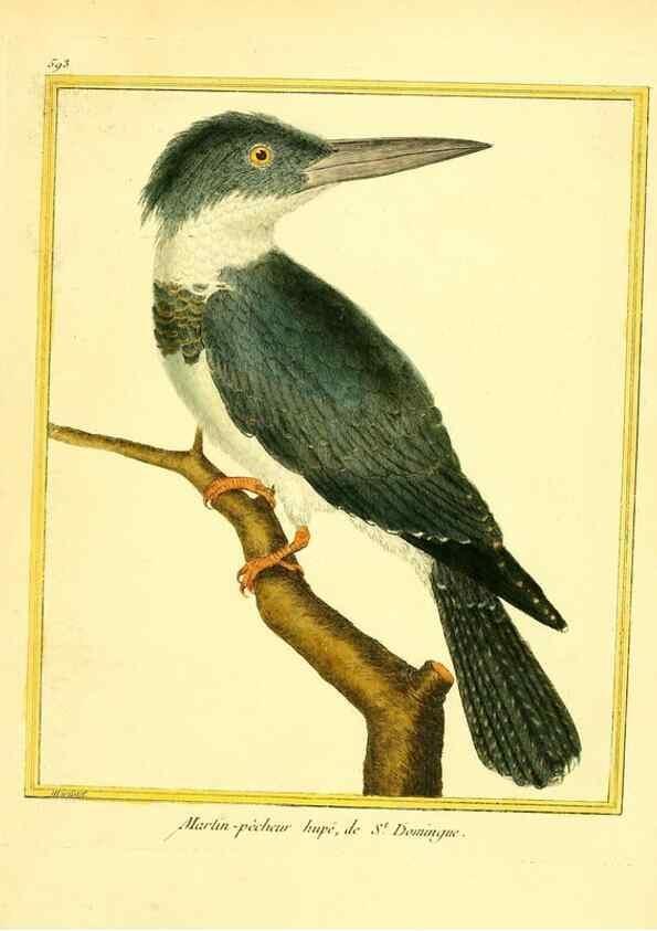 Reproducción/Reproduction 49640030496: Planches enluminées d'histoire naturelle. Paris? :s.n.,1765-1783?. 