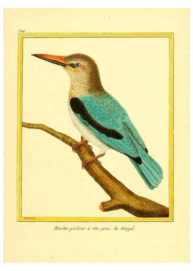 Reproducción/Reproduction 49640303902: Planches enluminées d'histoire naturelle. Paris? :s.n.,1765-1783?. 