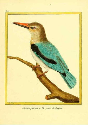 Reproducción/Reproduction 49640303902: Planches enluminées d'histoire naturelle. Paris? :s.n.,1765-1783?. 