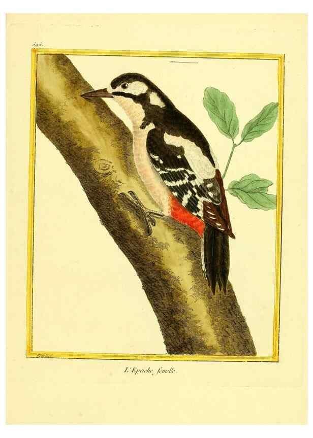 Reproducción/Reproduction 49639506273: Planches enluminées d'histoire naturelle. Paris? :s.n.,1765-1783?. 