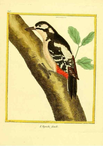 Reproducción/Reproduction 49639506273: Planches enluminées d'histoire naturelle. Paris? :s.n.,1765-1783?. 