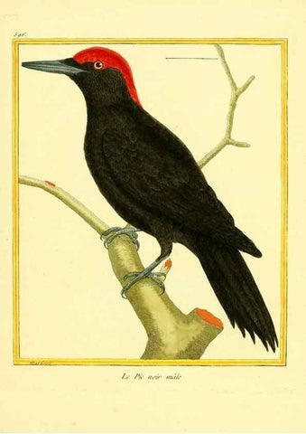 Reproducción/Reproduction 49640031196: Planches enluminées d'histoire naturelle. Paris? :s.n.,1765-1783?. 