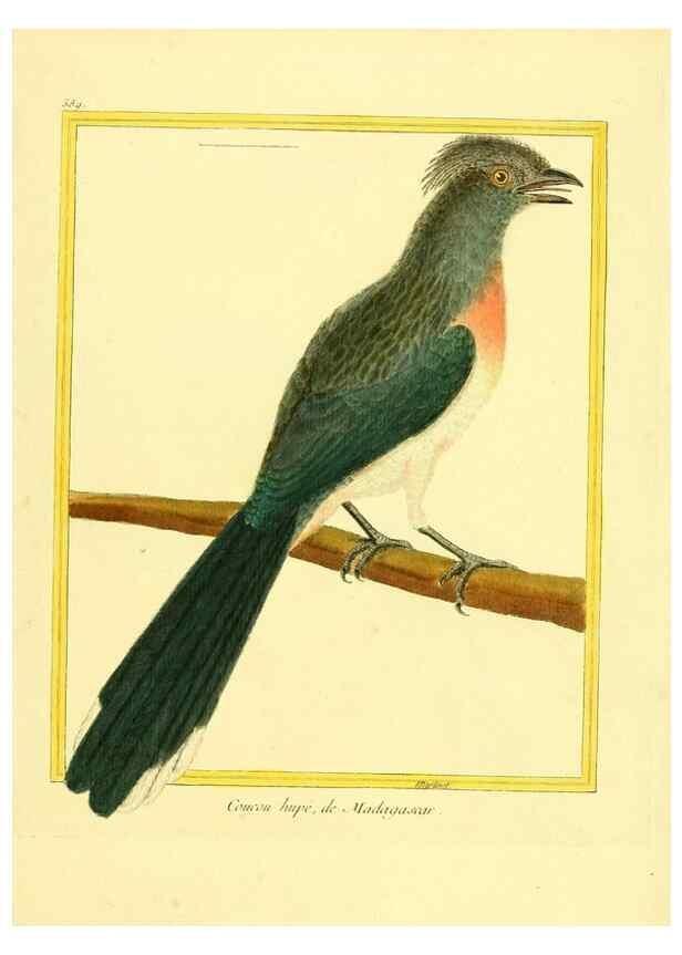 Reproducción/Reproduction 49640029421: Planches enluminées d'histoire naturelle. Paris? :s.n.,1765-1783?. 
