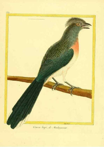 Reproducción/Reproduction 49640029421: Planches enluminées d'histoire naturelle. Paris? :s.n.,1765-1783?. 