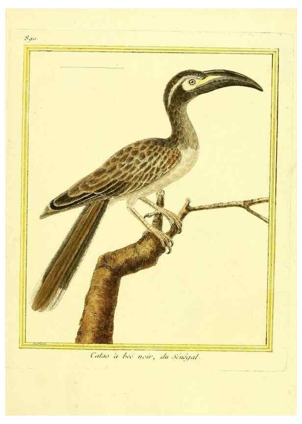 Reproducción/Reproduction 49639953818: Planches enluminées d'histoire naturelle. Paris? :s.n.,1765-1783?. 