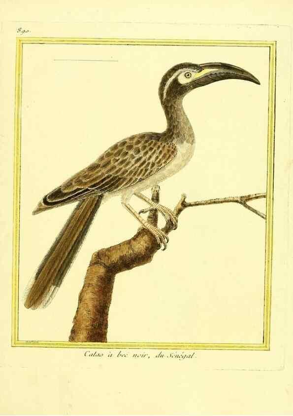 Reproducción/Reproduction 49639953818: Planches enluminées d'histoire naturelle. Paris? :s.n.,1765-1783?. 