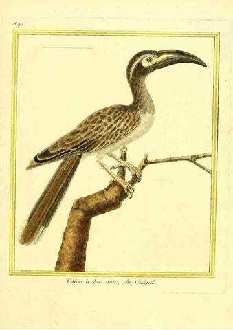Reproducción/Reproduction 49639953818: Planches enluminées d'histoire naturelle. Paris? :s.n.,1765-1783?. 