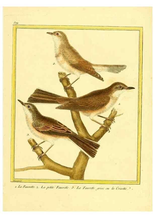 Reproducción/Reproduction 49640299902: Planches enluminées d'histoire naturelle. Paris? :s.n.,1765-1783?. 
