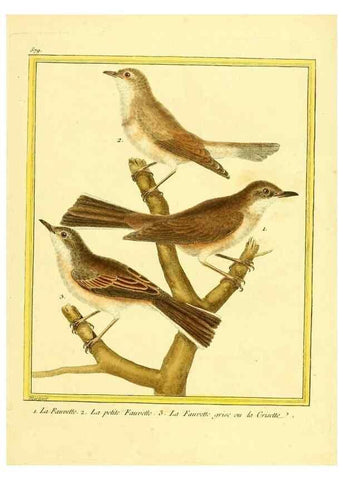 Reproducción/Reproduction 49640299902: Planches enluminées d'histoire naturelle. Paris? :s.n.,1765-1783?. 