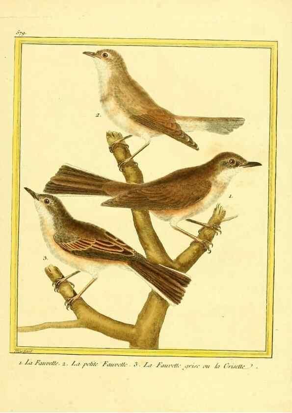 Reproducción/Reproduction 49640299902: Planches enluminées d'histoire naturelle. Paris? :s.n.,1765-1783?. 
