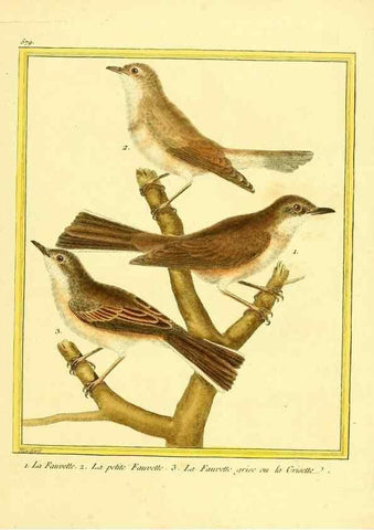 Reproducción/Reproduction 49640299902: Planches enluminées d'histoire naturelle. Paris? :s.n.,1765-1783?. 