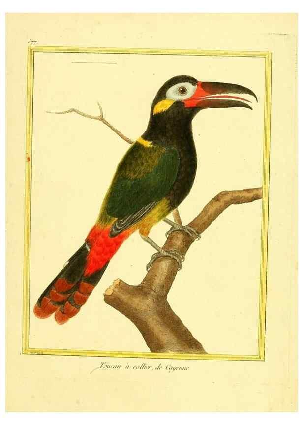 Reproducción/Reproduction 49640026161: Planches enluminées d'histoire naturelle. Paris? :s.n.,1765-1783?. 