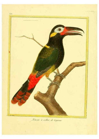 Reproducción/Reproduction 49640026161: Planches enluminées d'histoire naturelle. Paris? :s.n.,1765-1783?. 