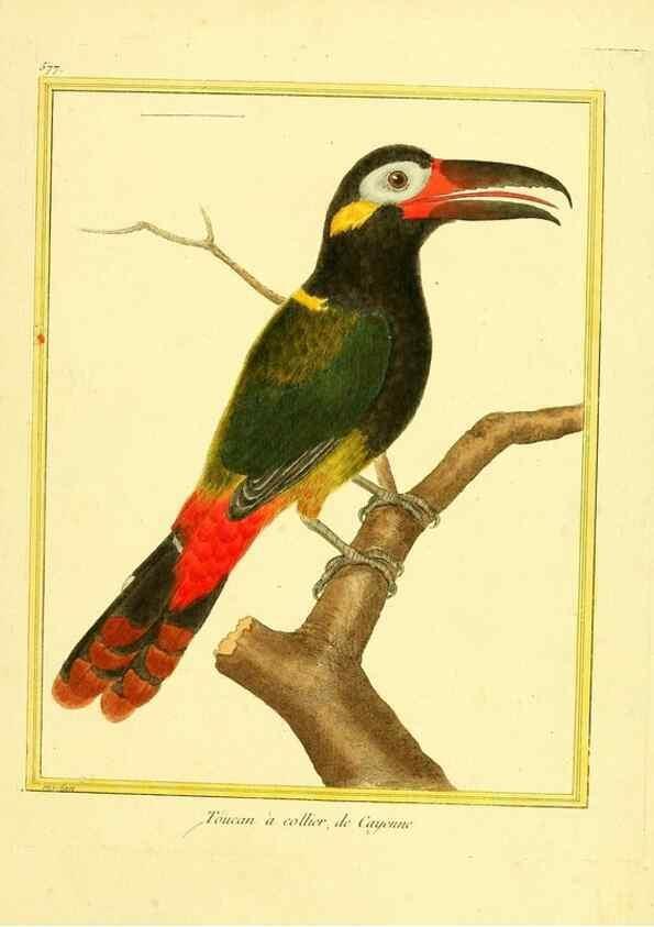 Reproducción/Reproduction 49640026161: Planches enluminées d'histoire naturelle. Paris? :s.n.,1765-1783?. 