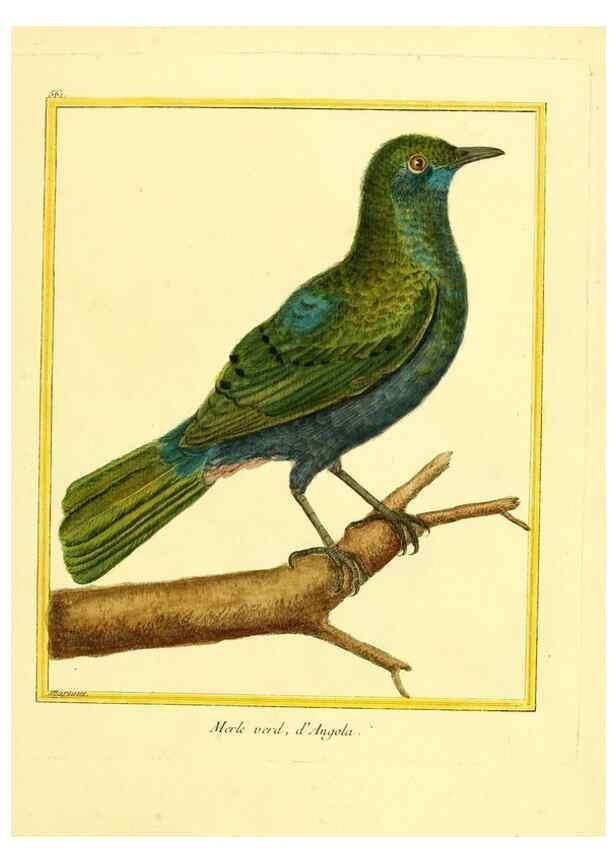 Reproducción/Reproduction 49640022051: Planches enluminées d'histoire naturelle. Paris? :s.n.,1765-1783?. 