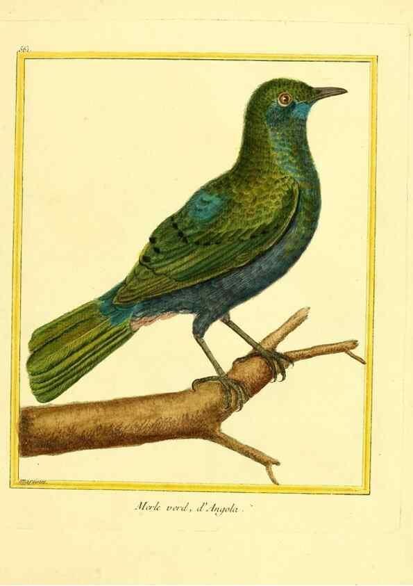 Reproducción/Reproduction 49640022051: Planches enluminées d'histoire naturelle. Paris? :s.n.,1765-1783?. 