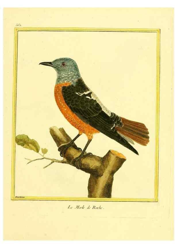 Reproducción/Reproduction 49640295667: Planches enluminées d'histoire naturelle. Paris? :s.n.,1765-1783?. 