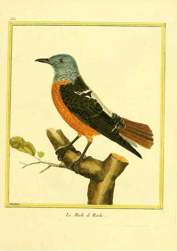 Reproducción/Reproduction 49640295667: Planches enluminées d'histoire naturelle. Paris? :s.n.,1765-1783?. 