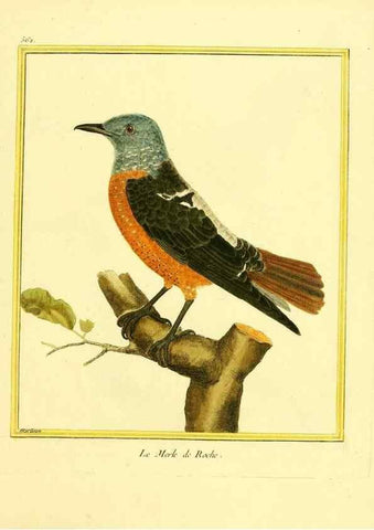 Reproducción/Reproduction 49640295667: Planches enluminées d'histoire naturelle. Paris? :s.n.,1765-1783?. 