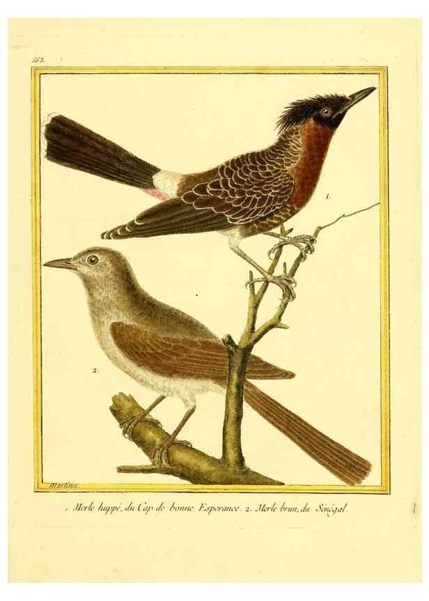 Reproducción/Reproduction 49640022571: Planches enluminées d'histoire naturelle. Paris? :s.n.,1765-1783?. 