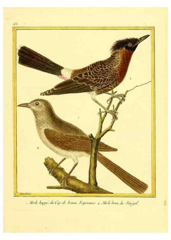 Reproducción/Reproduction 49640022571: Planches enluminées d'histoire naturelle. Paris? :s.n.,1765-1783?. 