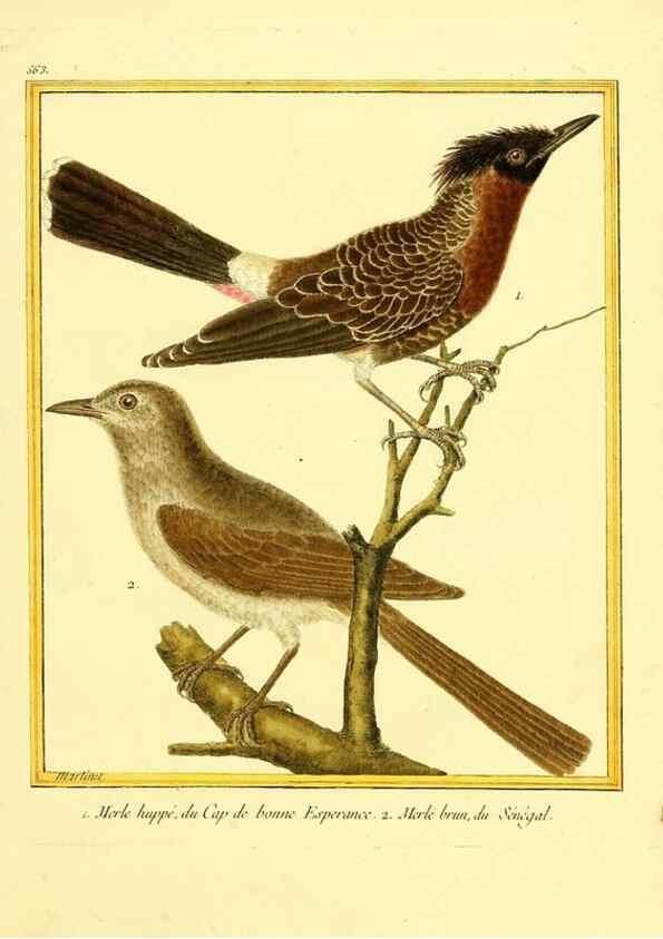 Reproducción/Reproduction 49640022571: Planches enluminées d'histoire naturelle. Paris? :s.n.,1765-1783?. 