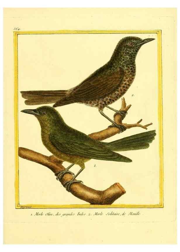 Reproducción/Reproduction 49639498398: Planches enluminées d'histoire naturelle. Paris? :s.n.,1765-1783?. 