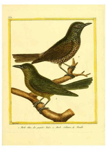 Reproducción/Reproduction 49639498398: Planches enluminées d'histoire naturelle. Paris? :s.n.,1765-1783?. 