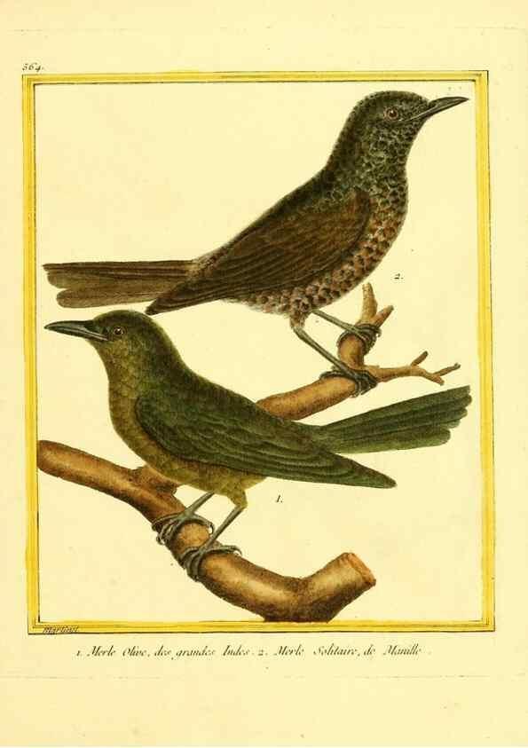 Reproducción/Reproduction 49639498398: Planches enluminées d'histoire naturelle. Paris? :s.n.,1765-1783?. 