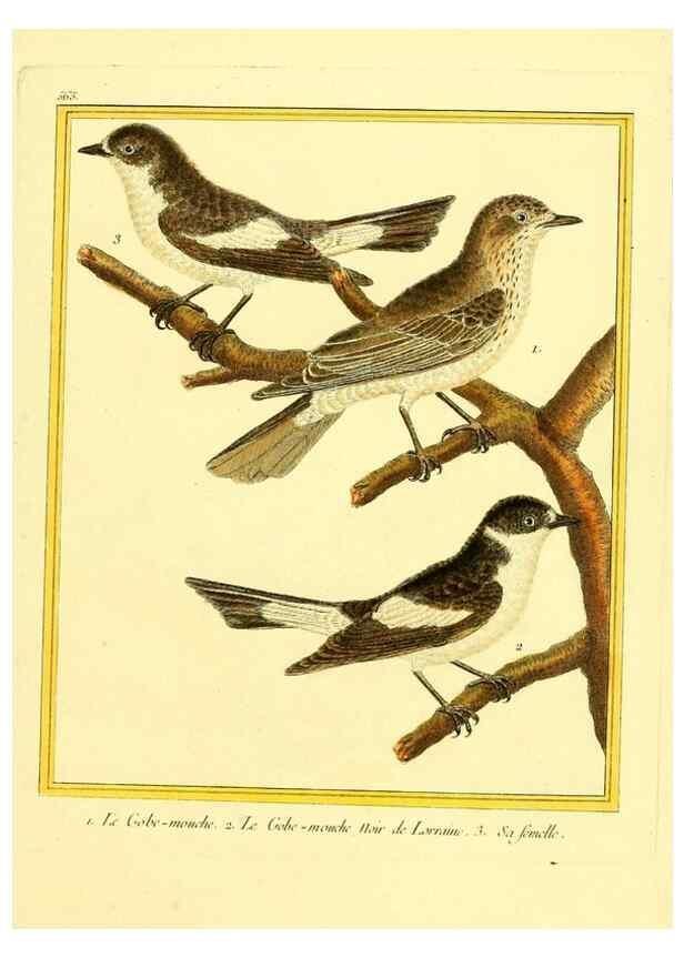 Reproducción/Reproduction 49640296327: Planches enluminées d'histoire naturelle. Paris? :s.n.,1765-1783?. 