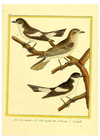Reproducción/Reproduction 49640296327: Planches enluminées d'histoire naturelle. Paris? :s.n.,1765-1783?. 